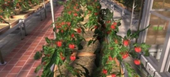 培养合并兽大师