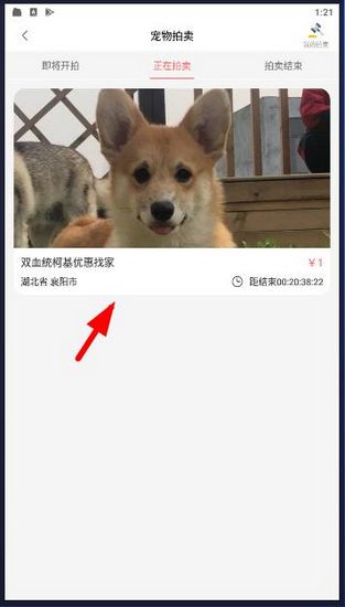 怎么拍卖宠物配图2